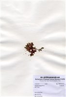 藏品(尖頂軟毛藻)的圖片